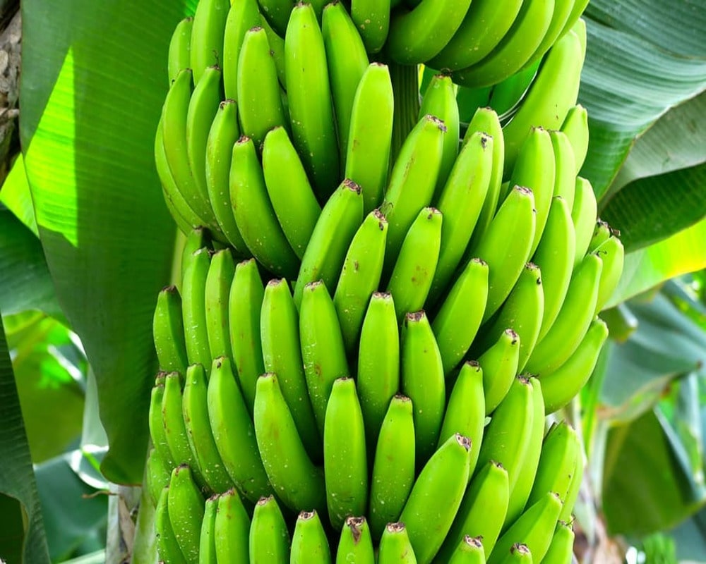 Green Banana