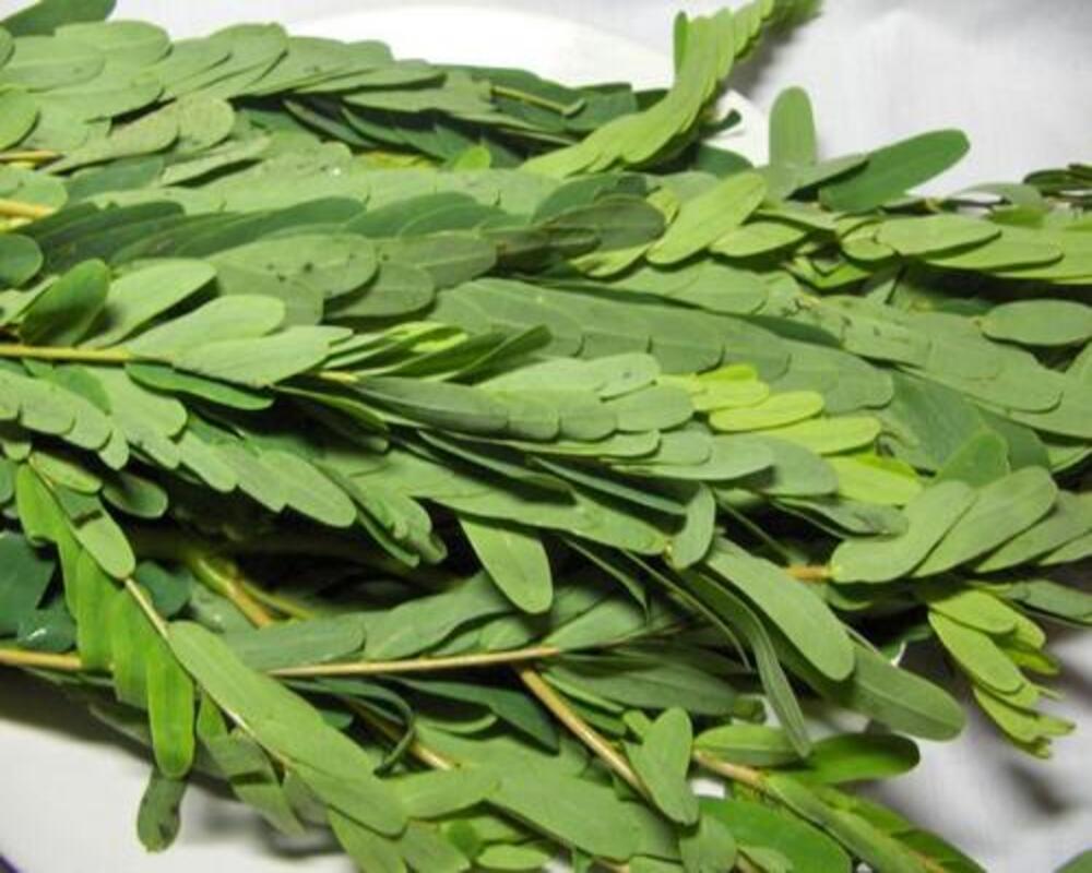 Humming bird tree Leaves