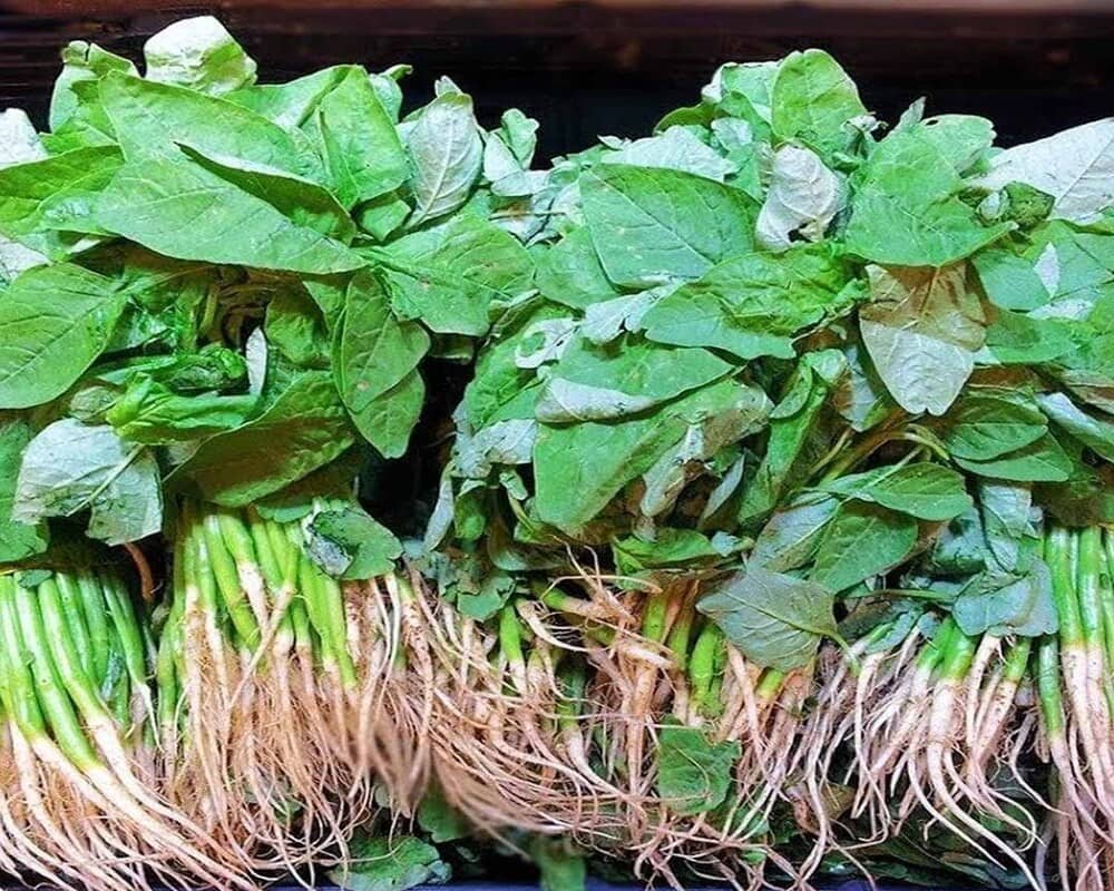 Amaranth Tender Leaves