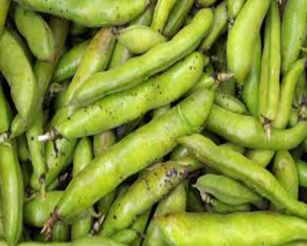 Broad Beans